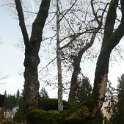 Lebender Baum